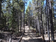 straight_trees