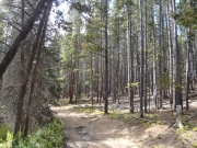 thick_with_trees
