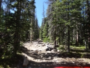 tree_in_the_trail