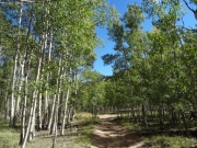 aspens