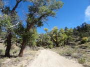 big_trees