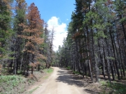 dead_trees