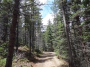 tall_trees