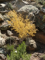 fall_colors