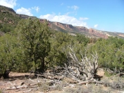 short_trees
