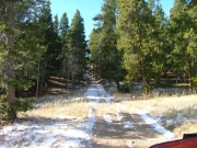 into_trees