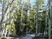 pines_and_aspens