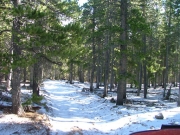 through_trees