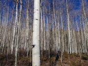 aspens