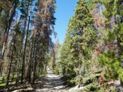 dead_trees