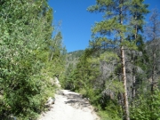sunny_in_trees