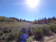 sparse_trees