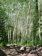 aspens