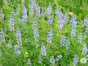 blue_bonnets