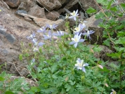 columbines