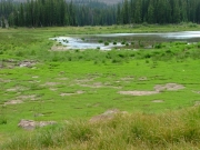 marsh