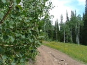 meadow