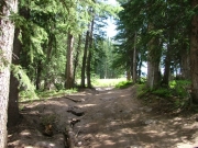 out_to_the_meadow