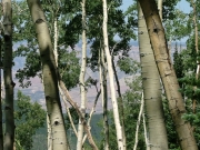 view_through_the_trees