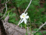 white_flower