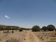small_trees