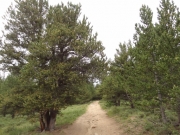 healthy_trees