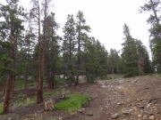 tall_trees