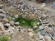 green_water