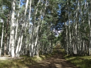 aspens_part_1