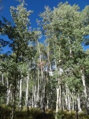aspens_part_2