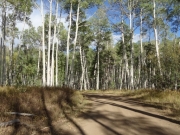 aspens_part_3