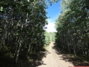 close_trees