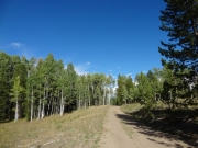 into_the_trees