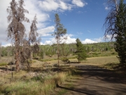mellow_trail