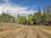 ruts
