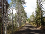 tall_aspens