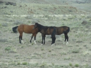 wild_horses