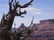 gnarled_tree_part_1