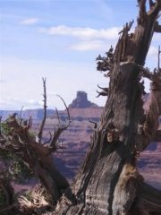 gnarled_tree_part_2