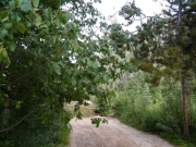 into_the_creek