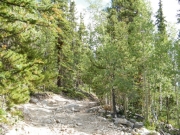 through_trees