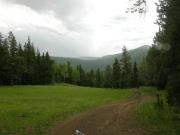 meadow