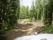 through_the_trees