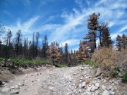 bumpy_in_the_burn_area