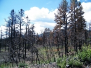 burn_area_part_1