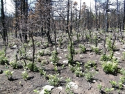 burn_area_part_2