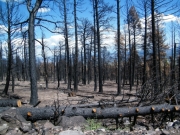 burn_area_part_4