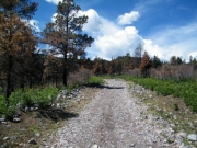 dead_trees