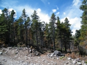 short_trees