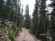 taller_trees